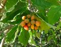 Dicella nucifera